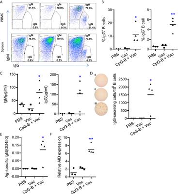 TLR9- and CD40-Targeting Vaccination Promotes Human B Cell Maturation and IgG Induction via pDC-Dependent Mechanisms in Humanized Mice